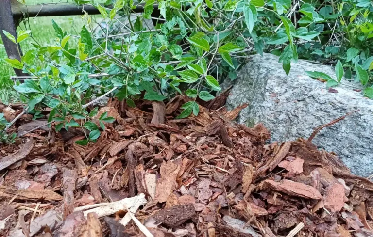 Kora ogrodowa – naturalna ochrona i dekoracja ogrodu